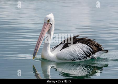 Australischer Pelikan, Pelecanus conspicillatus, on the Water, Huskisson, NSW, Australien Stockfoto