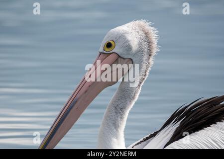 Australischer Pelikan, Pelecanus conspicillatus, on the Water, Huskisson, NSW, Australien Stockfoto