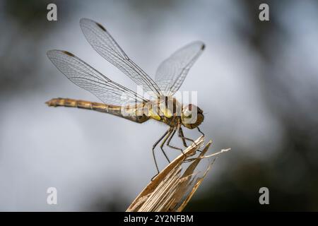Gewöhnliche Darter Libelle, die auf einem Pflanzenstiel thront. Stockfoto