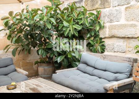 Gemütlicher Lounge-Bereich im Freien mit grauen gepolsterten Sitzgelegenheiten, Holzmöbeln, Grün vor Steinmauern und sommerlichem Ficus elastica im Topf Stockfoto