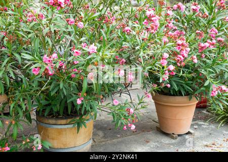 Oleanderpflanzen mit leuchtenden rosa Blüten, die an einem sonnigen Tag im Freien in Terrakotta- und Holzbehältern platziert werden Stockfoto