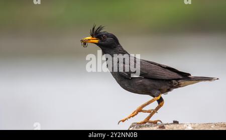 Myna Mit Wappen Stockfoto