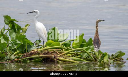 Indischen Teich heron Stockfoto