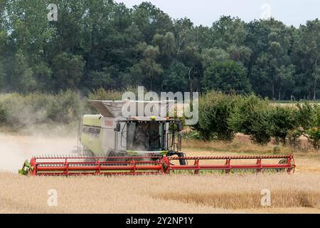 Ernte mit einem Claas Lexion 8900 Mähdrescher auf einem Feld in Norfolk. Stockfoto