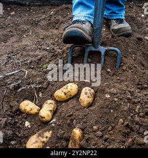 Frau, die Charlotte Kartoffeln in ihrem Gemüsegarten oder in ihrem Kleingarten ausgräbt. Stockfoto