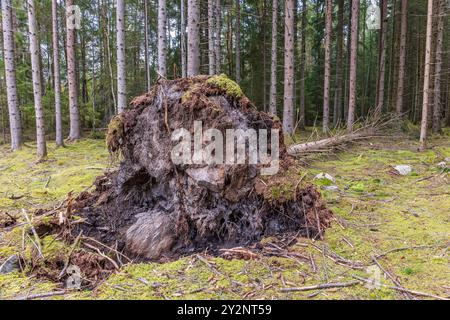 Windwurf in einem Fichtenwald Stockfoto