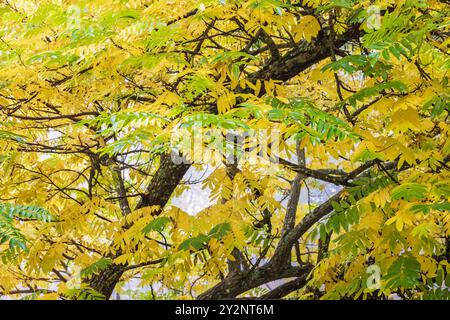 Gelbe Herbstblätter in einem Baum Stockfoto