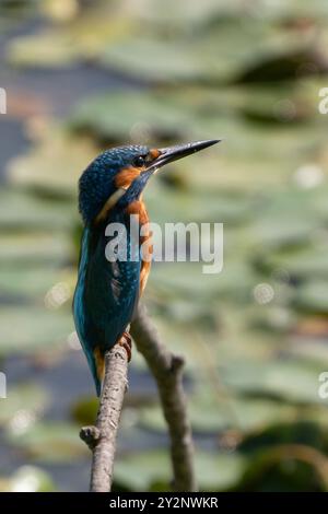 Gewöhnlicher eisvogel (Alcedo atthis) oder eurasischer eisvogel oder flussvogel auf einem Barsch. Naturschutzgebiet Isola della Cona, Italien. Stockfoto