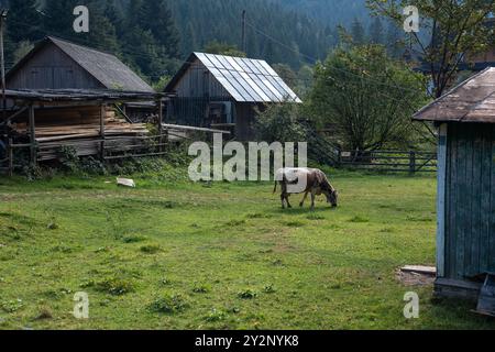 Kuh weidet in der Nähe des Hauses, ländliche Landschaft Stockfoto