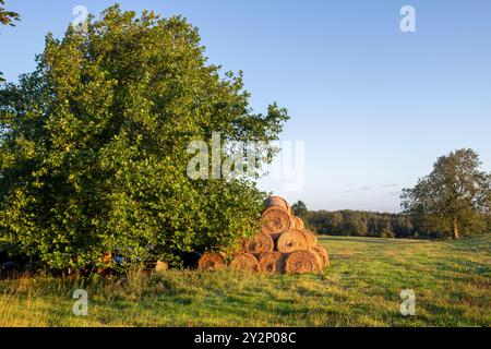 Heuballen in der Landschaft von Oxfordshire im September. UK Stockfoto