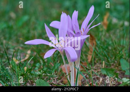 Natur Herbstzeitlose Bluehende Herbstzeitlose oder Herbst-Zeitlose Colchicum autumnale auf einer Wiese. 30.8.2024 *** Natur Herbstkrokus bläuender Herbstkrokus oder Herbstkrokus Colchicum Herbstkrokus auf einer Wiese 30 8 2024 Stockfoto