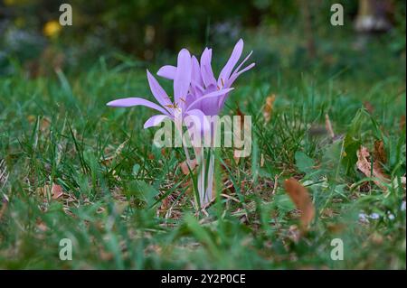 Natur Herbstzeitlose Bluehende Herbstzeitlose oder Herbst-Zeitlose Colchicum autumnale auf einer Wiese. 30.8.2024 *** Natur Herbstkrokus bläuender Herbstkrokus oder Herbstkrokus Colchicum Herbstkrokus auf einer Wiese 30 8 2024 Stockfoto