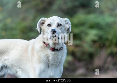 Rumänischer Straßenhund Stockfoto