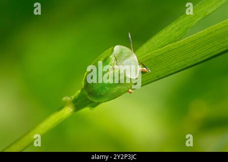 Grüner Schildkrötenkäfer (Cassida viridis) an einem grünen Pflanzenstamm Stockfoto