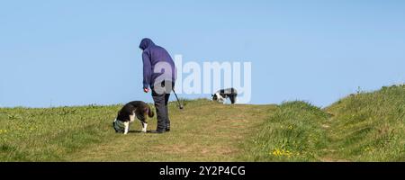 Ein Panoramabild von einem Hundeläufer und zwei Border Collie Dogs, die entlang eines Feldes auf West Pwhole in Newquay in Cornwall in Großbritannien spazieren. Stockfoto