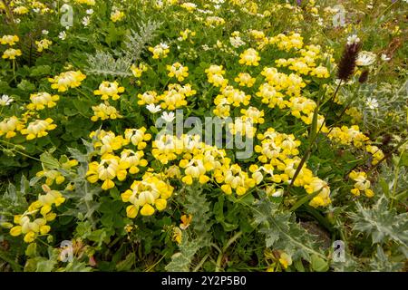 Gelbe Coronilla Balansae im Tal Stockfoto