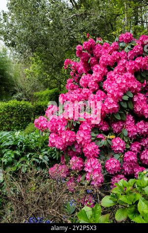 Die leuchtende Farbe der Blüten eines Hortensie-Strauchs hebt sich vom dichten Grün eines Strauchs in der historischen preisgekrönten Stadt ab Stockfoto