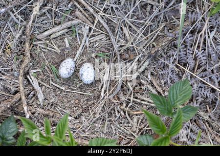 Eurasische Nachtschnecke, Caprimulgus europaeus, Dean Nest und Eier Stockfoto