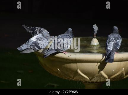 London, England, Großbritannien. September 2024. Tauben sonnen sich im Sonnenlicht an einem Gartenbrunnen im Zentrum Londons. (Kreditbild: © Vuk Valcic/ZUMA Press Wire) NUR REDAKTIONELLE VERWENDUNG! Nicht für kommerzielle ZWECKE! Stockfoto