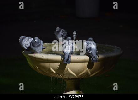 London, England, Großbritannien. September 2024. Tauben sonnen sich im Sonnenlicht an einem Gartenbrunnen im Zentrum Londons. (Kreditbild: © Vuk Valcic/ZUMA Press Wire) NUR REDAKTIONELLE VERWENDUNG! Nicht für kommerzielle ZWECKE! Stockfoto