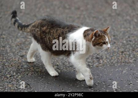 London, Vereinigtes Königreich, 3. September 2024. Larry, die Katze, Downing Street Nr. 10. Stockfoto