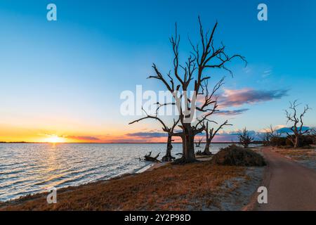 Lake Bonney trockene Baumsilhouetten wachsen entlang des Seeufers bei Sonnenuntergang, Riverland, South Australia Stockfoto