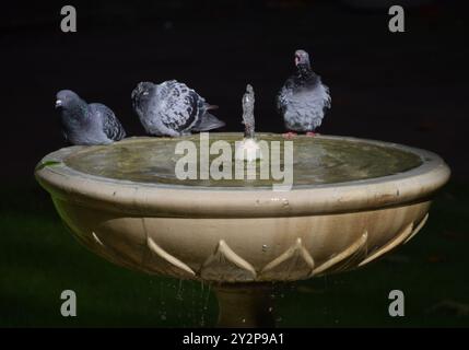 London, England, Großbritannien. September 2024. Tauben sonnen sich im Sonnenlicht an einem Gartenbrunnen im Zentrum Londons. (Kreditbild: © Vuk Valcic/ZUMA Press Wire) NUR REDAKTIONELLE VERWENDUNG! Nicht für kommerzielle ZWECKE! Stockfoto
