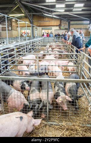 Versteigerer, die Schweine auf dem Markt verkaufen Stockfoto