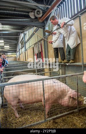 Versteigerer, die Schweine auf dem Markt verkaufen Stockfoto