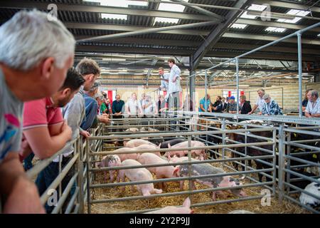 Versteigerer, die Schweine auf dem Markt verkaufen Stockfoto