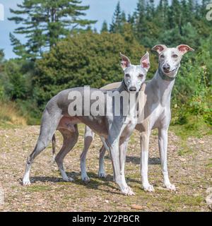 Zwei Whippet-Hunde stehen auf dem Land in Großbritannien Stockfoto