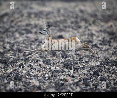 Reitwein, Deutschland. September 2024. Ein junger Hirsch springt über ein Feld im Oderbruch im Osten Brandenburgs. Das Herbstwetter setzt sich in Berlin und Brandenburg fort. Es bleibt nass. Lokale Gewitter sind zu erwarten - und die Temperaturen fallen nach Angaben des Deutschen Wetterdienstes (DWD). Quelle: Patrick Pleul/dpa/Alamy Live News Stockfoto