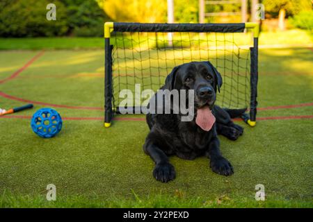 Ein schwarzer älterer Labrador-Retriever liegt auf einem grünen Sportplatz vor einem kleinen Fußballtor. Der Hund scheint entspannt zu sein, die Zunge rauszuragen Stockfoto