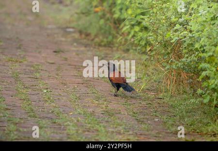 Der größere Coucal oder Krähenfasan ist ein großes nicht-parasitisches Mitglied der Kuckucksorde der Vögel, der Cuculiformes. Stockfoto