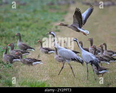 Reitwein, Deutschland. September 2024. Zwei Kraniche und Wildgänse stehen im Regen auf einem Feld im Oderbruch im Osten Brandenburgs. Das Herbstwetter setzt sich in Berlin und Brandenburg fort. Es bleibt nass. Lokale Gewitter sind zu erwarten - und die Temperaturen fallen nach Angaben des Deutschen Wetterdienstes (DWD). Quelle: Patrick Pleul/dpa/Alamy Live News Stockfoto