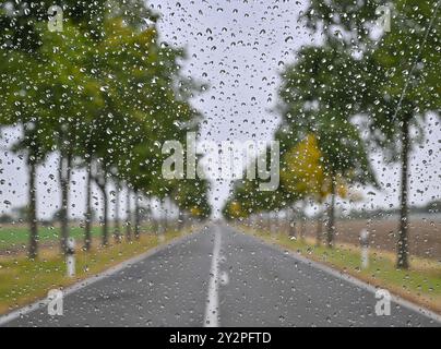 Reitwein, Deutschland. September 2024. Regentropfen liegen auf einer Autoscheibe vor einer Allee im Oderbruch im Osten Brandenburgs. Das Herbstwetter setzt sich in Berlin und Brandenburg fort. Es bleibt nass. Lokale Gewitter sind zu erwarten - und die Temperaturen fallen nach Angaben des Deutschen Wetterdienstes (DWD). Quelle: Patrick Pleul/dpa/Alamy Live News Stockfoto