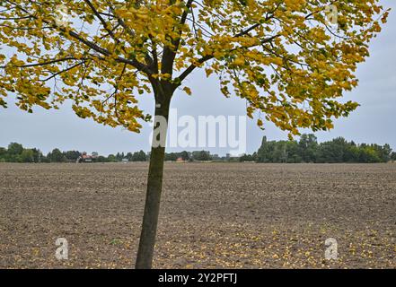 Reitwein, Deutschland. September 2024. Die Blätter einer Linde am Rand eines Feldes im Oderbruch in Ostbrandenburgs sind im Herbst gefärbt. Das Herbstwetter setzt sich in Berlin und Brandenburg fort. Es bleibt nass. Lokale Gewitter sind zu erwarten - und die Temperaturen fallen nach Angaben des Deutschen Wetterdienstes (DWD). Quelle: Patrick Pleul/dpa/Alamy Live News Stockfoto