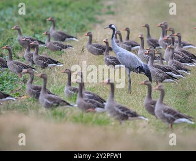 Reitwein, Deutschland. September 2024. Ein Kran und Wildgänse stehen im Regen auf einem Feld im Oderbruch im Osten Brandenburgs. Das Herbstwetter setzt sich in Berlin und Brandenburg fort. Es bleibt nass. Lokale Gewitter sind zu erwarten - und die Temperaturen fallen nach Angaben des Deutschen Wetterdienstes (DWD). Quelle: Patrick Pleul/dpa/Alamy Live News Stockfoto