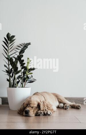 Amerikanischer Cockerspaniel, der auf dem Boden in der Nähe einer Blume schläft Stockfoto