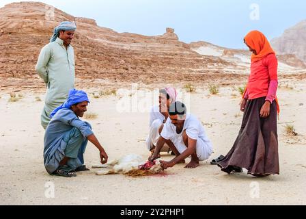 Muzeina Beduinen schneiden eine Ziege Kehle - Wüste Wadi Arada - Sinai-Halbinsel, Ägypten Stockfoto