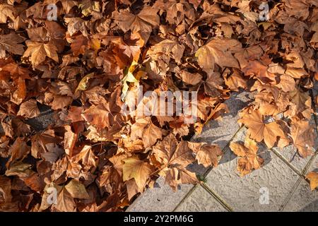 Blätter, die im Herbst von Bäumen gefallen sind, sammelten sich auf dem Straßenbelag Stockfoto