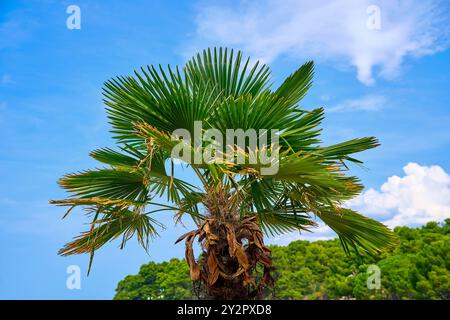 Porec, Istrien, Kroatien - 27. August 2024: Eine tropische Palme mit weit ausgebreiteten Blättern steht unter einem strahlend blauen Himmel, ein Symbol für Sommer und Urlaub in einer mediterranen Landschaft *** eine tropische Palme mit weit ausgebreiteten Blättern stehen unter einem strahlend blauen Himmel, ein Symbol für Sommer und Urlaub in einer mediterranen Landschaft Stockfoto