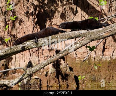 Amerikanischer Nerz (Neovison, Vison) am Fluss Derwent, Derbyshire, Großbritannien Stockfoto