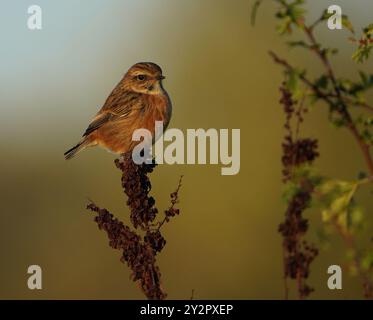 Weibliche Stonechat, (Saxicola torquata) Darley and Nutwood Reserve, Derby Derbyshire UK Stockfoto