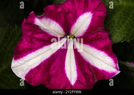Vollbild-Nahaufnahme von heißer rosa Gartenpetunie, Rosensterne Blüte fast in Blüte, Öffnung um ein gelbes Zentrum mit selektivem Fokus. Stockfoto