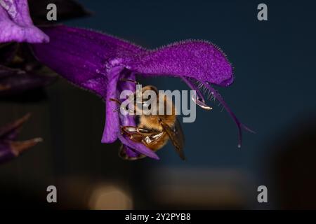 Nahaufnahme der westlichen Honigbiene auf einer salvia-Blume, auch bekannt als violette Majestät. Die Honigbiene ist ein lebenswichtiger Bestäuber. Stockfoto