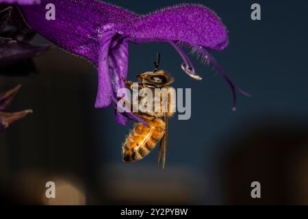 Nahaufnahme der westlichen Honigbiene auf einer salvia-Blume, auch bekannt als violette Majestät. Die Honigbiene ist ein lebenswichtiger Bestäuber. Stockfoto