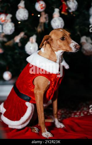 Ein charmanter brauner und weißer Hund in einem leuchtend roten Weihnachtsmannkostüm mit flauschigem weißen Anzug, der stolz vor einem wunderschönen Dekor posiert Stockfoto