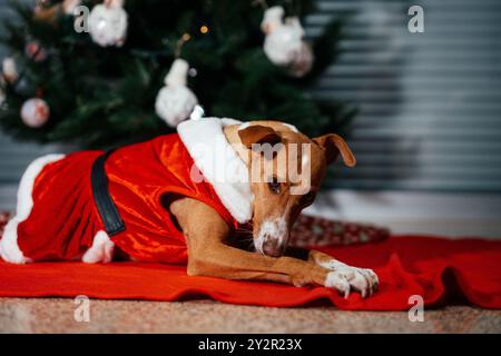 Ein charmanter Hund trägt ein Weihnachtsmann-Kostüm auf einer roten Decke, mit einem wunderschön verzierten Weihnachtsbaum im Hintergrund Stockfoto