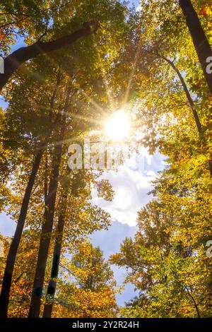 Farbenfrohe Landschaft in der Jahreszeit des Herbstes, Sonnenschein tief im Wald von North Carolina Stockfoto